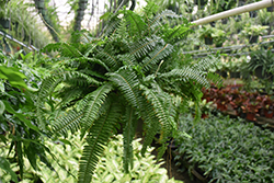 Jester's Crown Fern (Nephrolepis exaltata 'Jester's Crown') at A Very Successful Garden Center