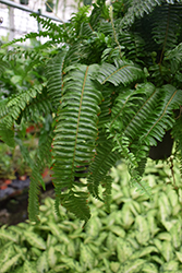 Jester's Crown Fern (Nephrolepis exaltata 'Jester's Crown') at A Very Successful Garden Center