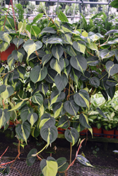Lemon Stripe Philodendron (Philodendron hederaceum 'Lemon Stripe') at A Very Successful Garden Center