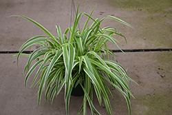 Reverse Variegated Spider Plant (Chlorophytum comosum 'Reverse Variegatum') at A Very Successful Garden Center