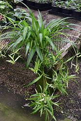 Hawaiian Spider Plant (Chlorophytum comosum 'Hawaiian') at A Very Successful Garden Center