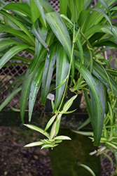 Hawaiian Spider Plant (Chlorophytum comosum 'Hawaiian') at Lakeshore Garden Centres