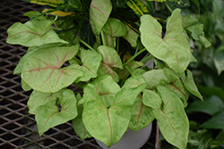 Berry Allusion Arrowhead Plant (Syngonium podophyllum 'Berry Allusion') at A Very Successful Garden Center