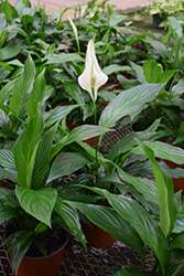 Figaro Peace Lily (Spathiphyllum 'Figaro') at A Very Successful Garden Center