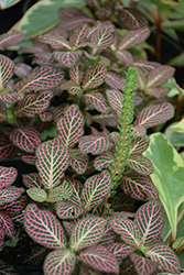 Red Anne Nerve Plant (Fittonia 'Red Anne') at A Very Successful Garden Center