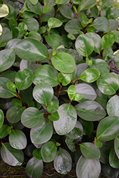 Green Baby Rubber Plant (Peperomia obtusifolia 'Green') at A Very Successful Garden Center