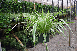 Reverse Variegated Spider Plant (Chlorophytum comosum 'Reverse Variegatum') at A Very Successful Garden Center