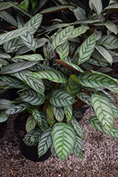 Sweet Dreams Grey Star Never Never Plant (Ctenanthe setosa 'Grey Star') at A Very Successful Garden Center