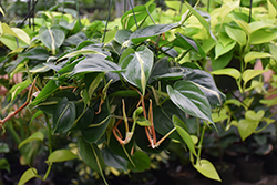 Silver Stripe Philodendron (Philodendron hederaceum 'Silver Stripe') at A Very Successful Garden Center