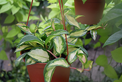 Tricolor Wax Plant (Hoya carnosa 'Tricolor') at A Very Successful Garden Center