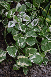 Pearls And Jade Pothos (Epipremnum aureum 'Pearls And Jade') at A Very Successful Garden Center