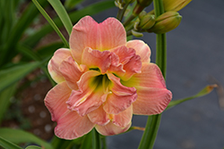 Lacy Doily Daylily (Hemerocallis 'Lacy Doily') at A Very Successful Garden Center