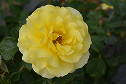 Sparkle And Shine Rose (Rosa 'WEKjunjuc') at Lakeshore Garden Centres