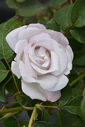 Stainless Steel Rose (Rosa 'WEKblusi') at Lakeshore Garden Centres