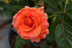 Easy Does It Rose (Rosa 'Easy Does It') at Lakeshore Garden Centres