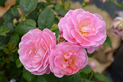 Sitting Pretty Rose (Rosa 'Radbeauty') at A Very Successful Garden Center