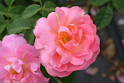 Sitting Pretty Rose (Rosa 'Radbeauty') at Lakeshore Garden Centres