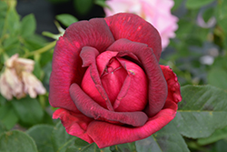 Oklahoma Rose (Rosa 'Oklahoma') at Stonegate Gardens