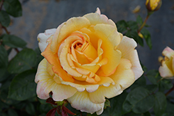 Oregold Rose (Rosa 'Oregold') at Stonegate Gardens