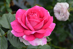 Perfume Factory Rose (Rosa 'WEKnewibpusbi') at Lakeshore Garden Centres