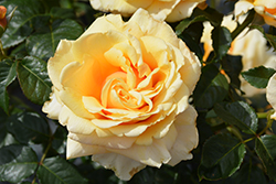 St. Tropez Rose (Rosa 'ORAsyda') at A Very Successful Garden Center