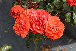 Trumpeter Rose (Rosa 'Mactru') at Stonegate Gardens