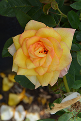 Gold Medal Rose (Rosa 'AROyqueli') at Lakeshore Garden Centres