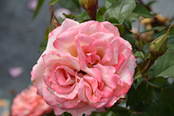 Pinkerbelle Rose (Rosa 'Meivanae') at A Very Successful Garden Center