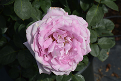 Blue Girl Rose (Rosa 'Blue Girl') at A Very Successful Garden Center