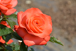 Marmalade Skies Rose (Rosa 'Marmalade Skies') at Lakeshore Garden Centres