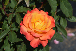 Rio Samba Rose (Rosa 'Rio Samba') at A Very Successful Garden Center