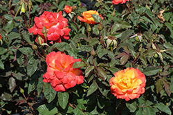 Rio Samba Rose (Rosa 'Rio Samba') at Lakeshore Garden Centres