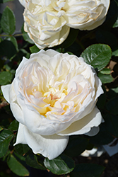 Bolero Rose (Rosa 'Meidelweis') at A Very Successful Garden Center