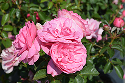 Leonardo Da Vinci Rose (Rosa 'Meideauri') at Lakeshore Garden Centres