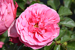 Leonardo Da Vinci Rose (Rosa 'Meideauri') at A Very Successful Garden Center