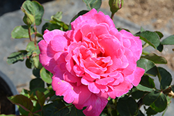 Pink Peace Rose (Rosa 'Pink Peace') at Lakeshore Garden Centres