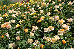 Gold Medal Rose (Rosa 'AROyqueli') at Stonegate Gardens