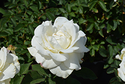 John F. Kennedy Rose (Rosa 'JFK') at A Very Successful Garden Center