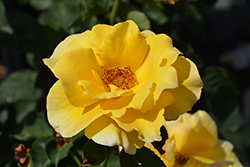 Midas Touch Rose (Rosa 'Midas Touch') at Lakeshore Garden Centres