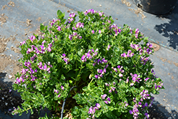 Petite Butterfly Sweet Pea Shrub (Polygala fruticosa 'Petite Butterfly') at Lakeshore Garden Centres