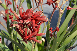 Jump Red Kangaroo Paw (Anigozanthos 'Jump Red') at A Very Successful Garden Center