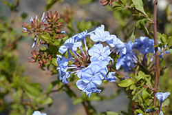 Imperial Blue Plumbago (Plumbago auriculata 'Imperial Blue') at A Very Successful Garden Center