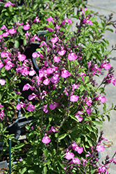 Heatwave Sparkle Autumn Sage (Salvia 'Heatwave Sparkle') at A Very Successful Garden Center