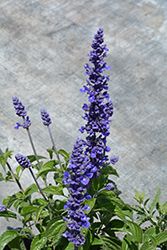 Mystic Spires Blue Sage (Salvia 'Balsalmisp') at Stonegate Gardens