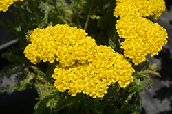 Desert Eve Yellow Yarrow (Achillea millefolium 'Desert Eve Yellow') at A Very Successful Garden Center