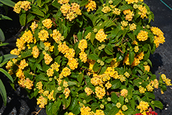 Lucky Yellow Lantana (Lantana camara 'Balucimyel') at A Very Successful Garden Center
