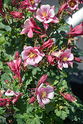 Kirigami Rose and Pink Columbine (Aquilegia caerulea 'Kirigami Rose and Pink') at A Very Successful Garden Center