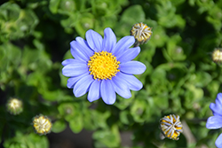 San Gabriel Blue Daisy (Felicia amelloides 'San Gabriel') at A Very Successful Garden Center
