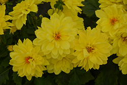 Hypnotica Yellow Dahlia (Dahlia 'Hypnotica Yellow') at Lakeshore Garden Centres