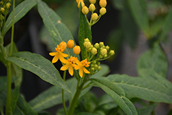 Silky Gold Tropical Milkweed (Asclepias curassavica 'Silky Gold') at A Very Successful Garden Center